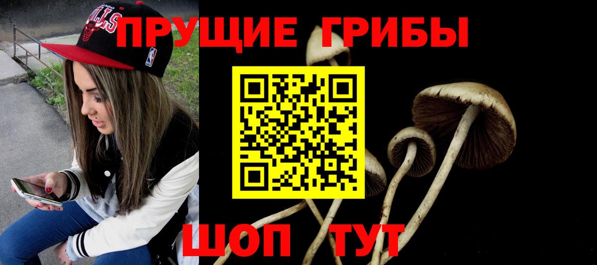Галлюциногенные грибы Psilocybe Сунжа